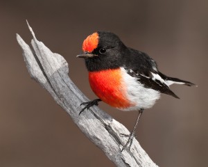 red robin